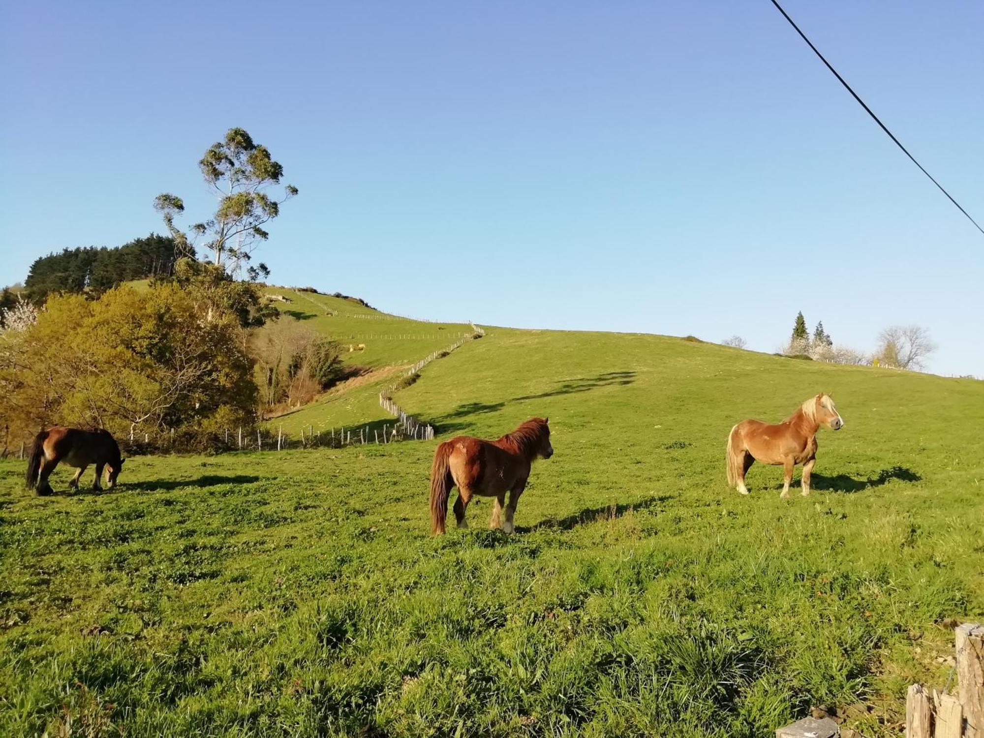 Agroturismo Pagoederraga Orio Exteriér fotografie