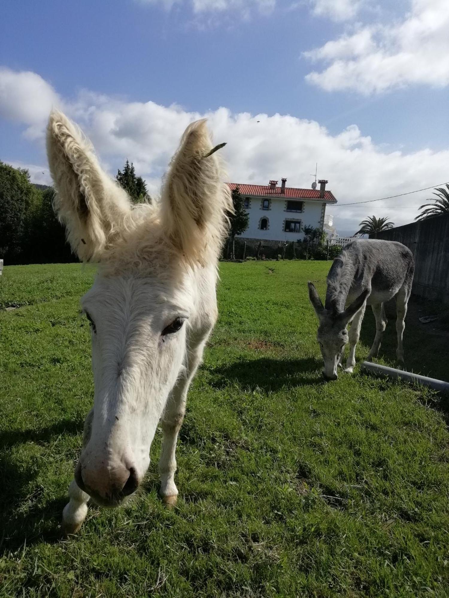 Agroturismo Pagoederraga Orio Exteriér fotografie