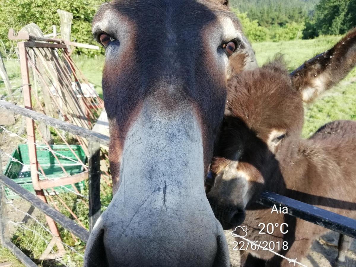 Agroturismo Pagoederraga Orio Exteriér fotografie